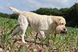 LABRADOR 467